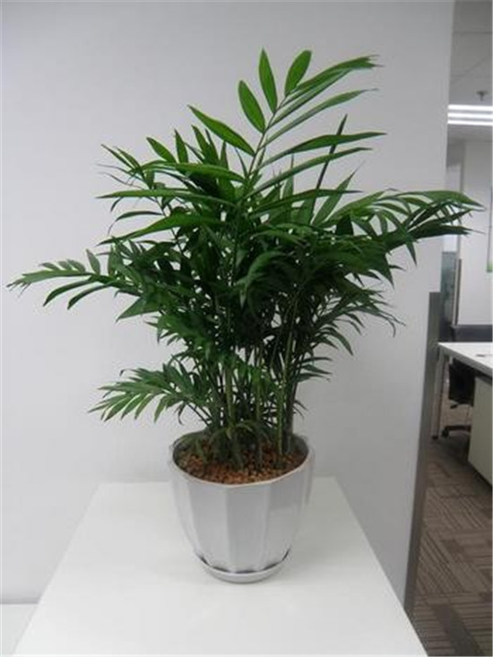 小植物