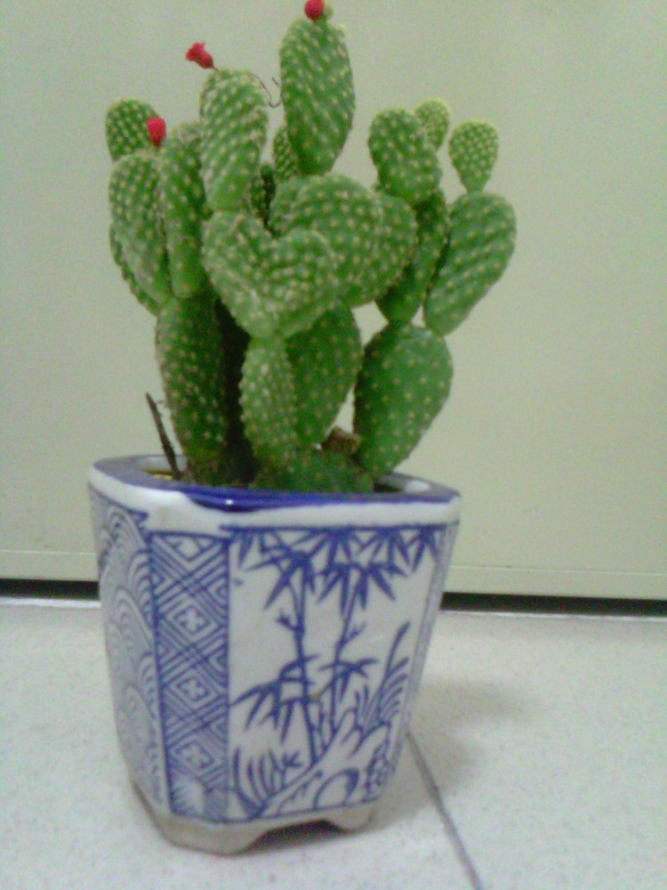 小植物