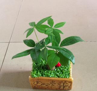 小植物